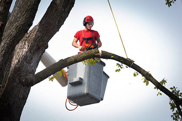 Large Tree Removal in Rising Sun Lebanon, DE